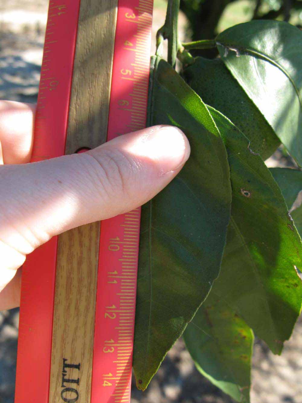              Unifoliolate leaf (Winter Haven, FL)       